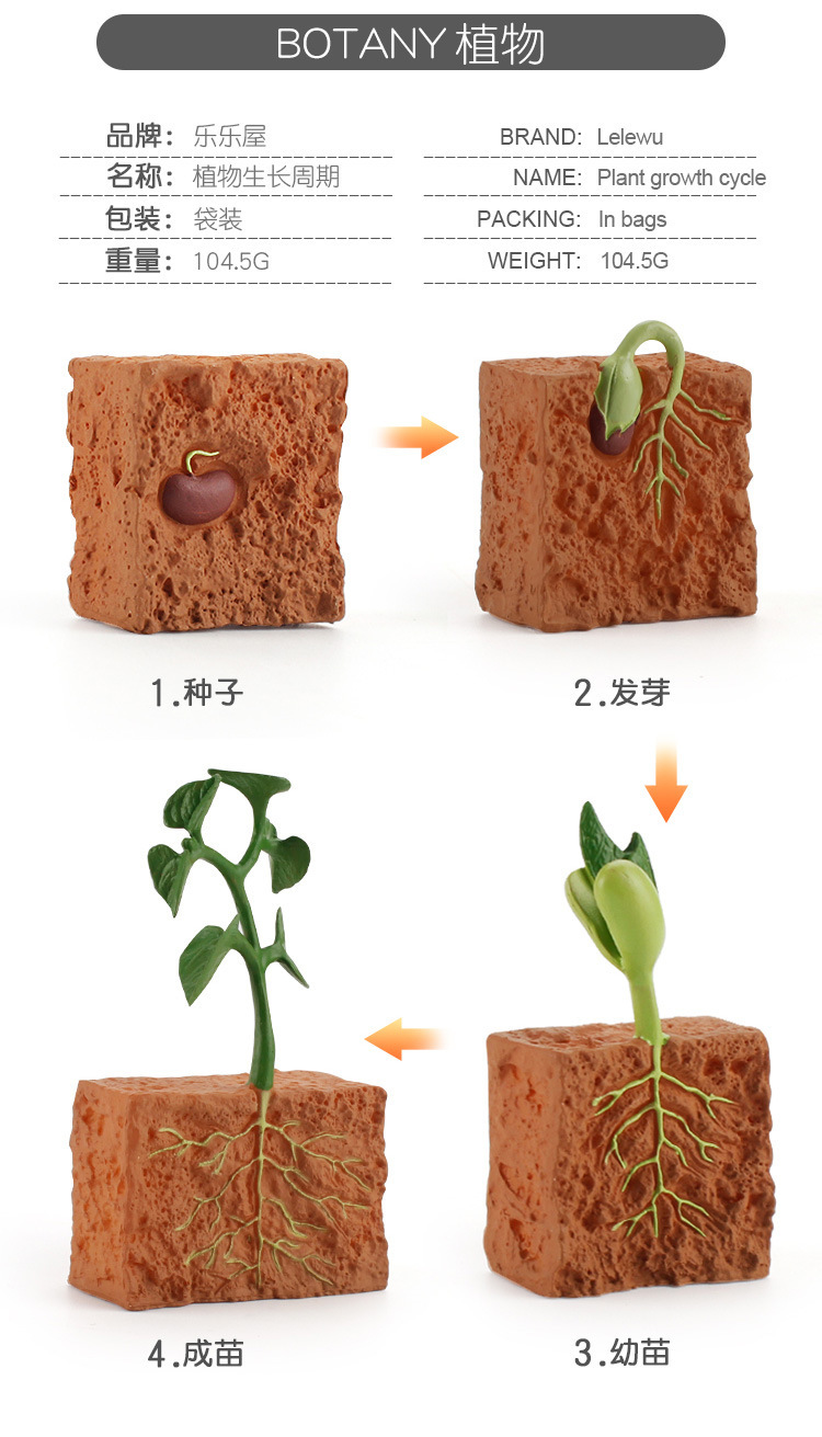植物成长周期_03.jpg