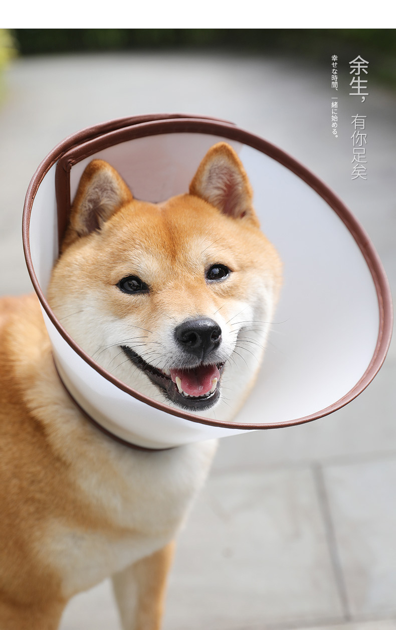 伊丽莎白圈 (12).jpg