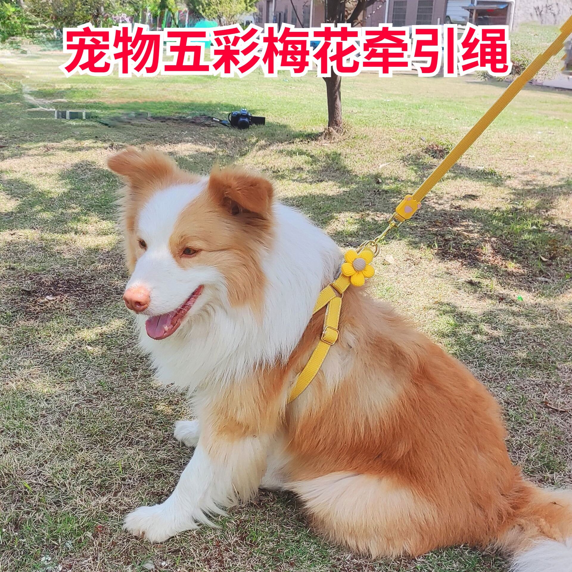 大泽设计_20230515090903_1_proc