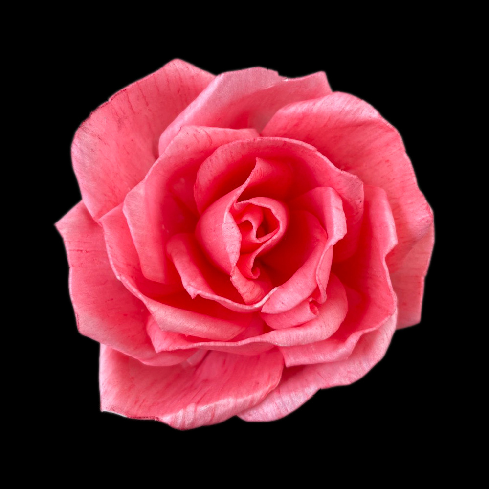 8cm月季花(红色)