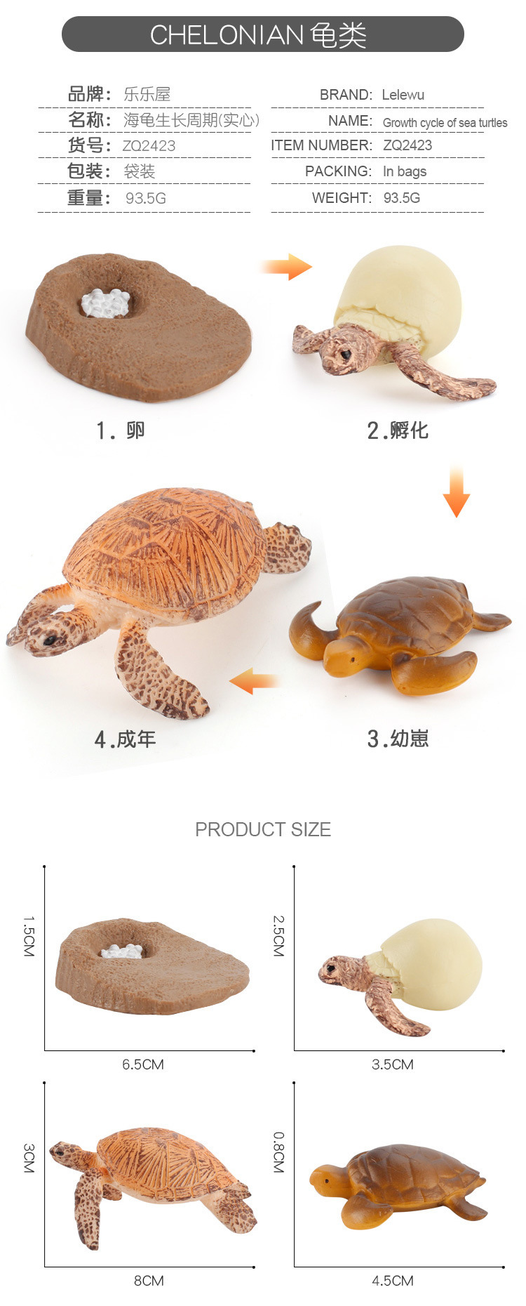 龟类成长周期_05.jpg