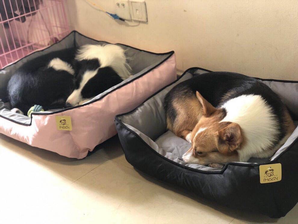 /O1CN014nDCQZ1XoJN2lklUz_!!2219415092970-0-cib.jpg?x-oss-process=image/format,png