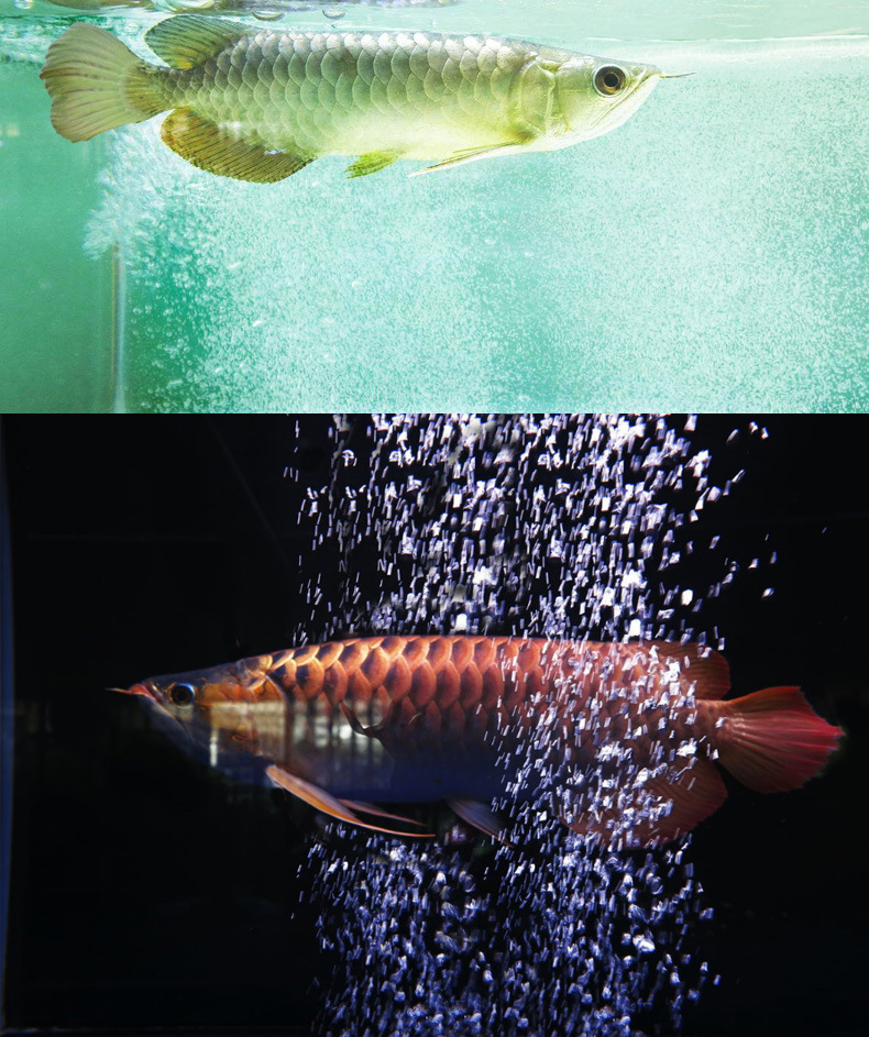 AP-30高压增氧泵_15