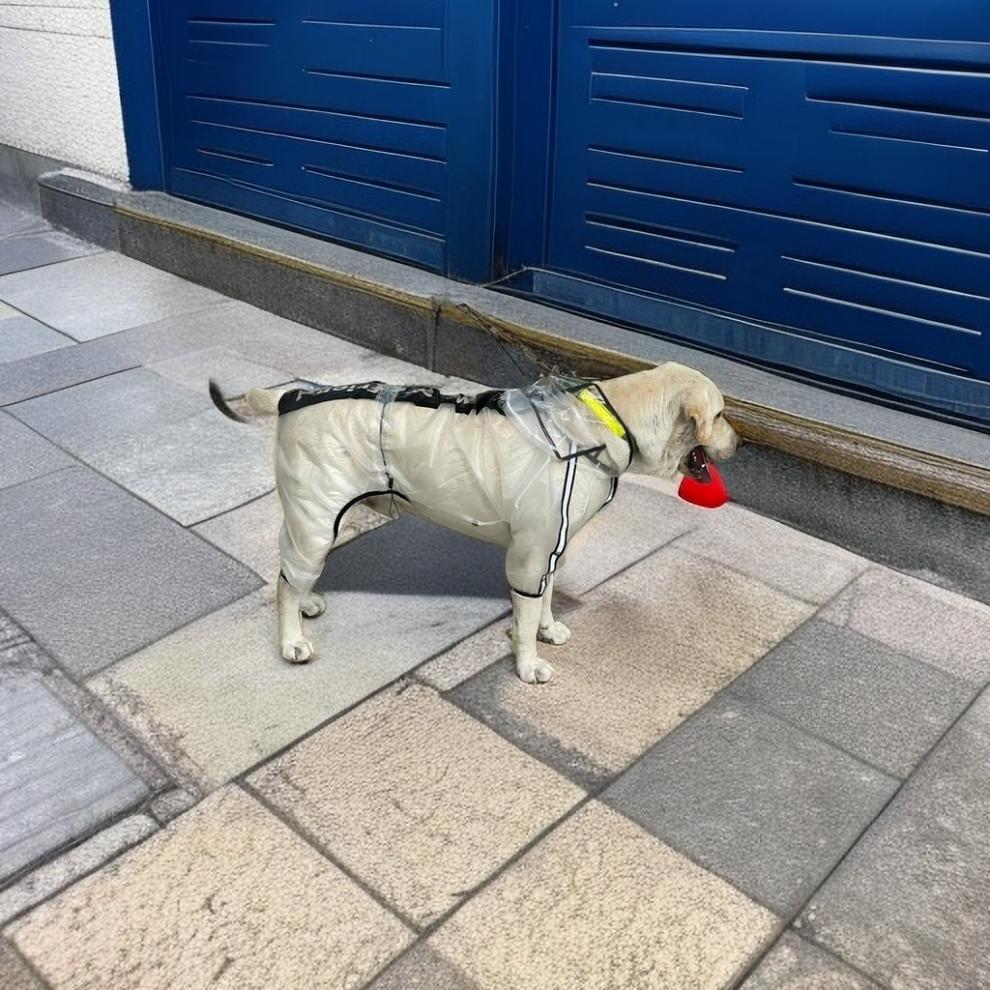 990f19ff-5236-4bc9-83cd-3110d6032680.jpe