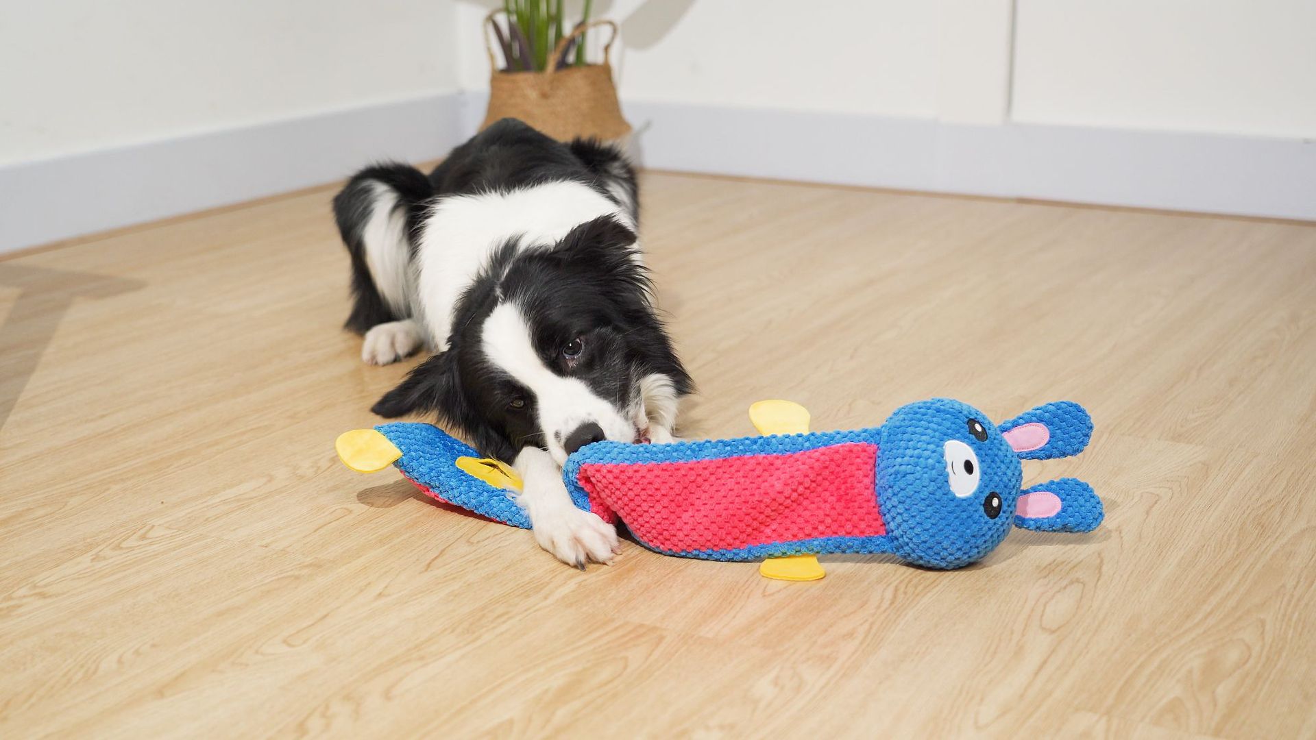 觅食兔子 (19).jpg