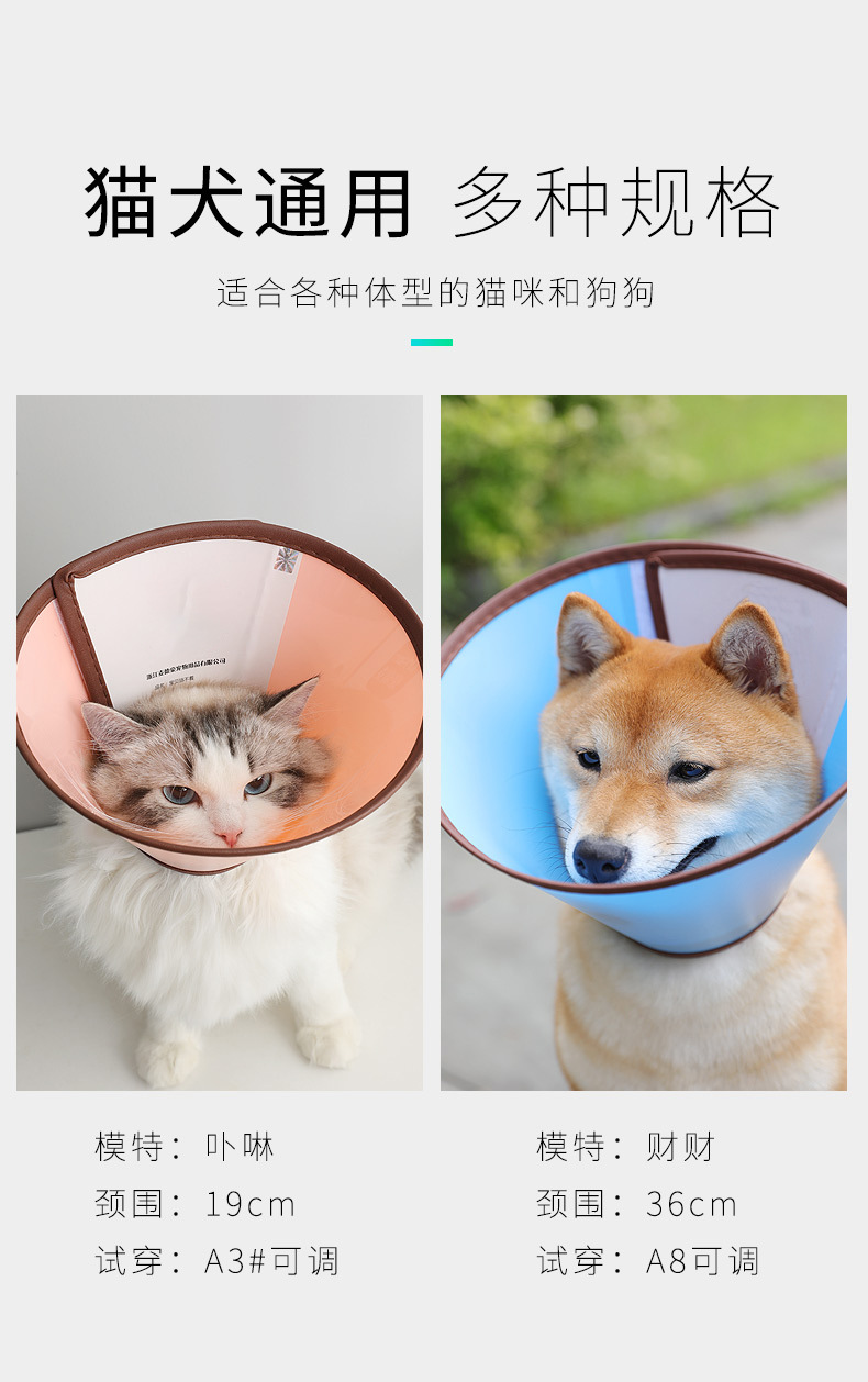 伊丽莎白圈 (8).jpg