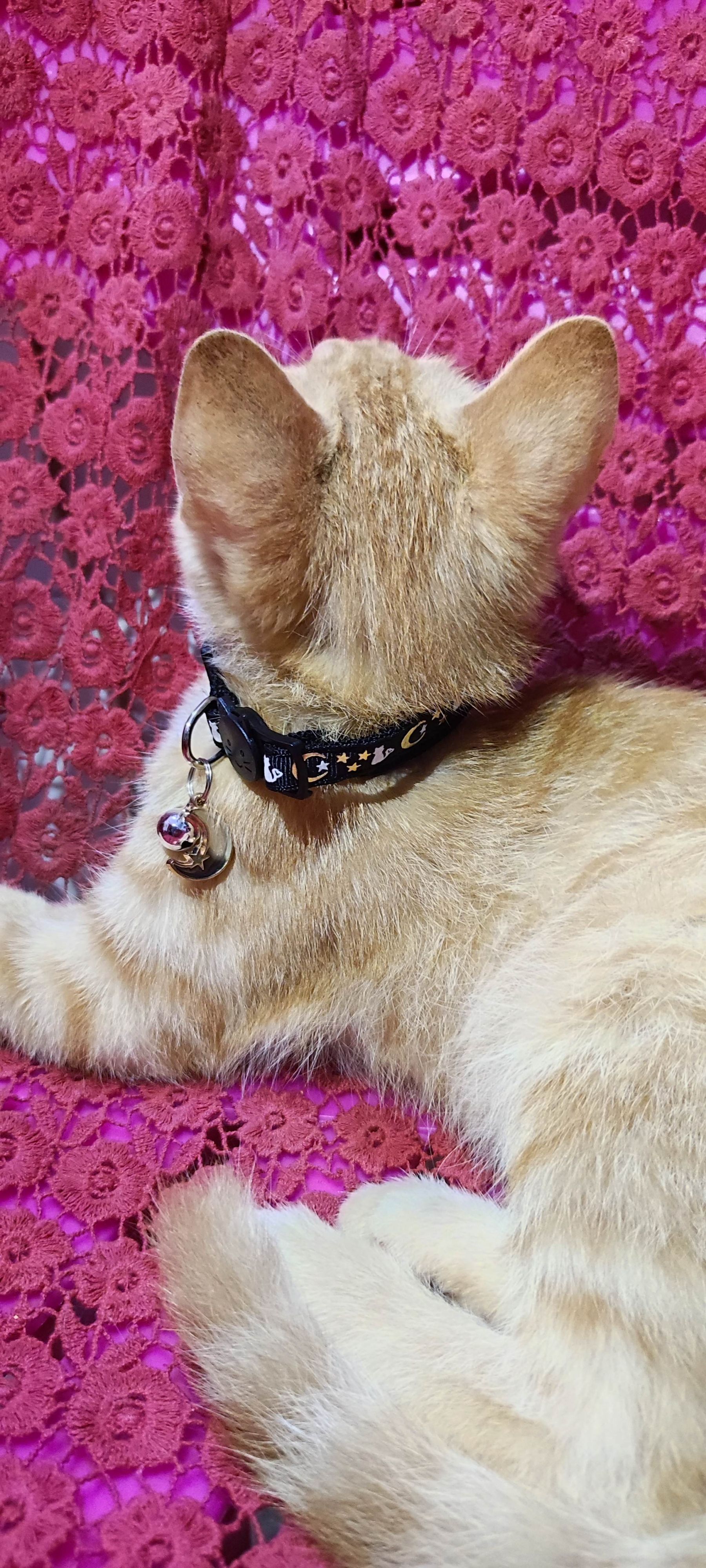 月亮猫款 3-10.jpg