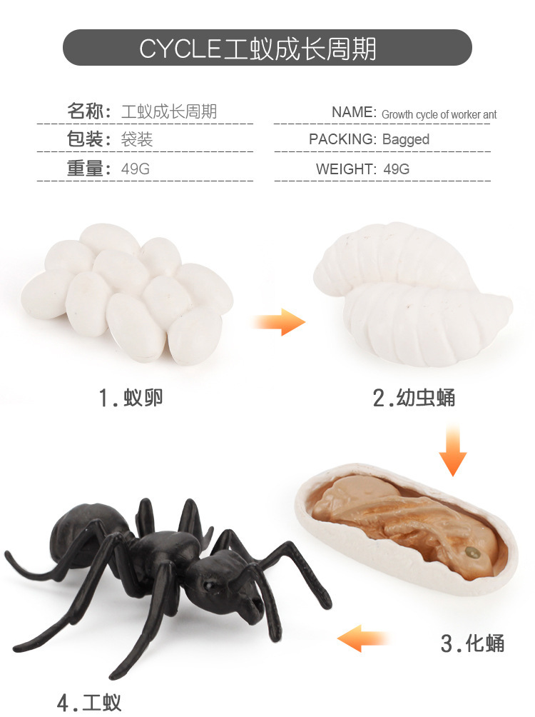 详情_10.jpg