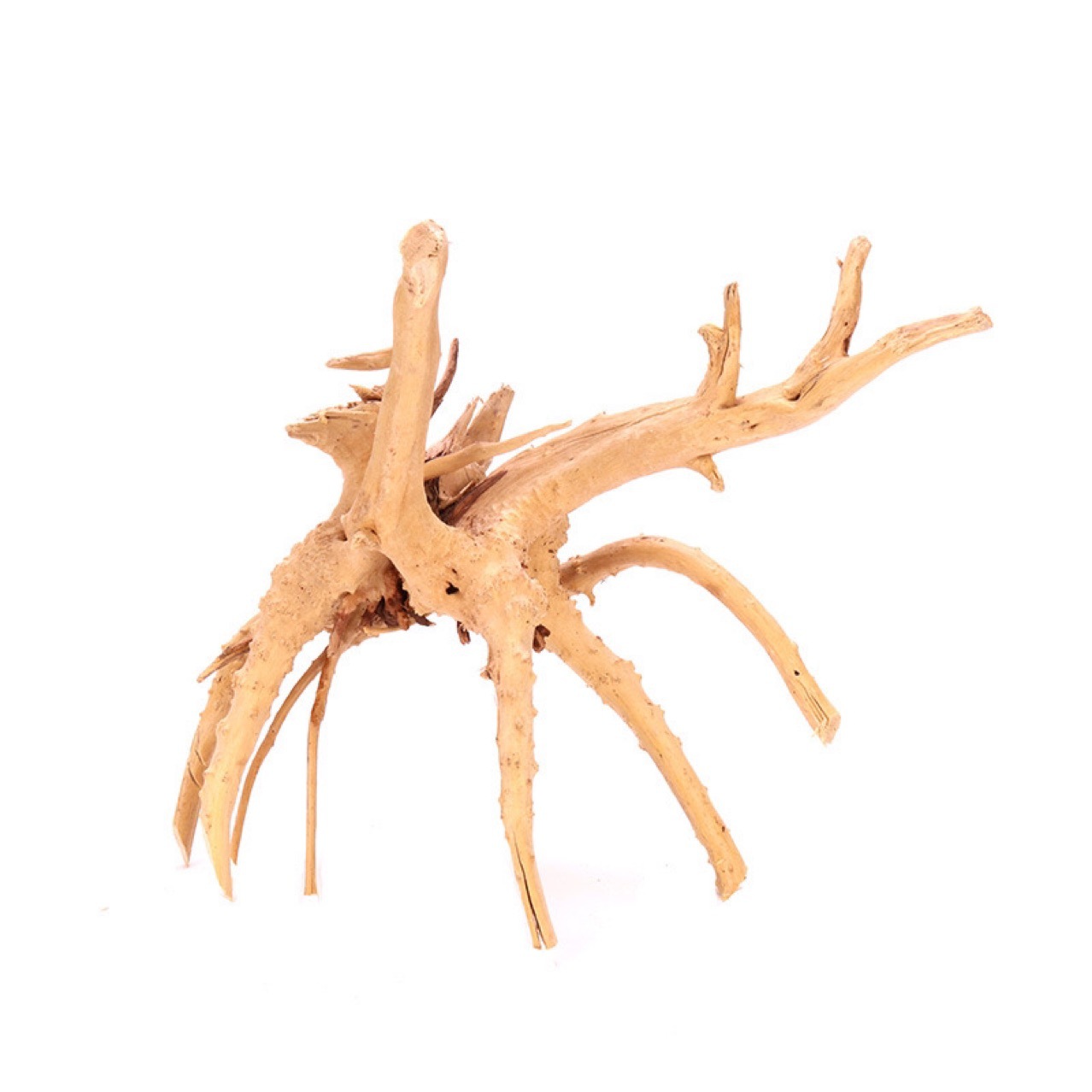 小栖根鱼缸造景