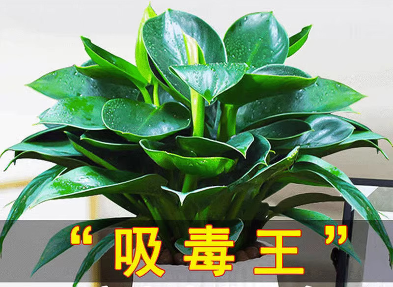 O1CN016Q7Nwo1Smrxno6CEg_!!2218211662290-