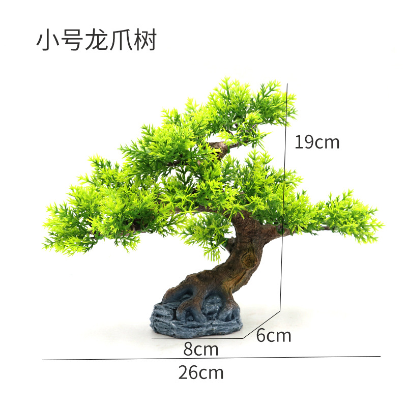 小号龙爪树尺寸