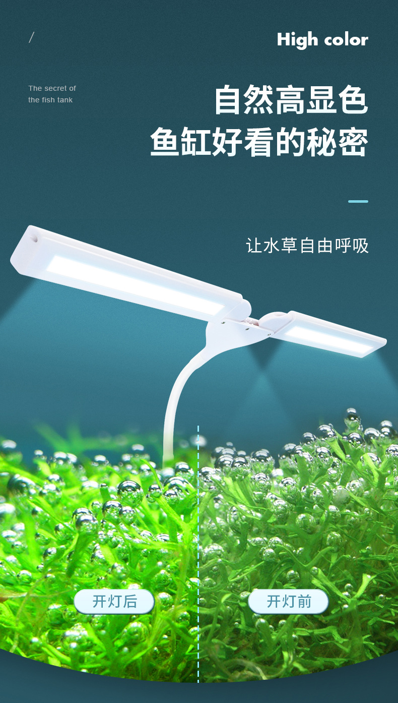 双叶水草_09.jpg