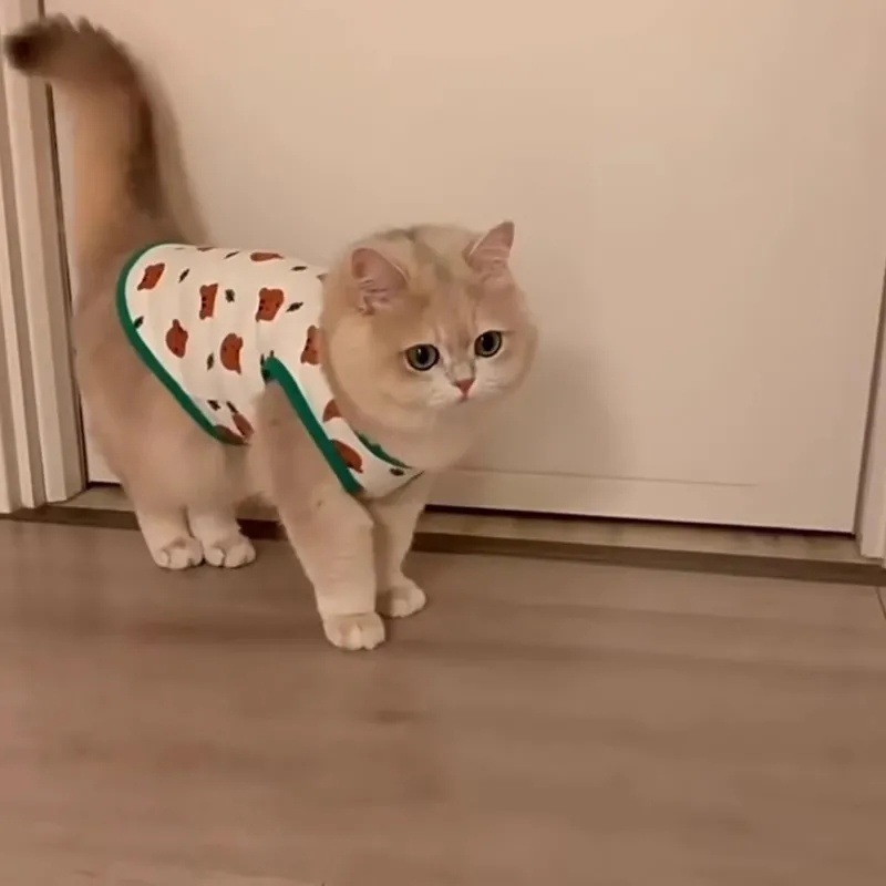 461cb4fe-04ea-4b93-9b17-0a10a80dcd95.jpe