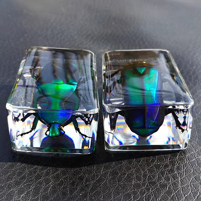 昆虫琥珀标本科普教具工艺品 昆虫标本 幼儿教育探究实验真实标