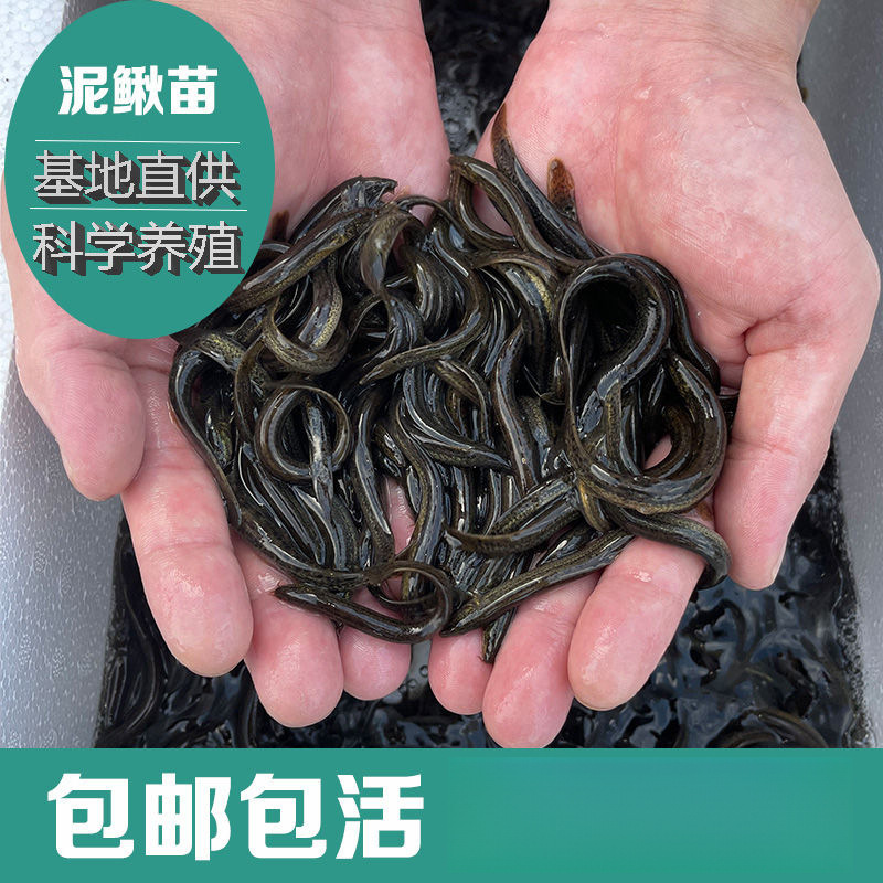 O1CN01Rv6DMT1Xm1N6lOscc_!!2219360882965-