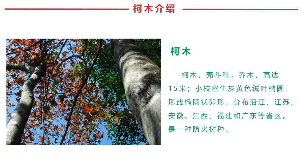 柯木介绍