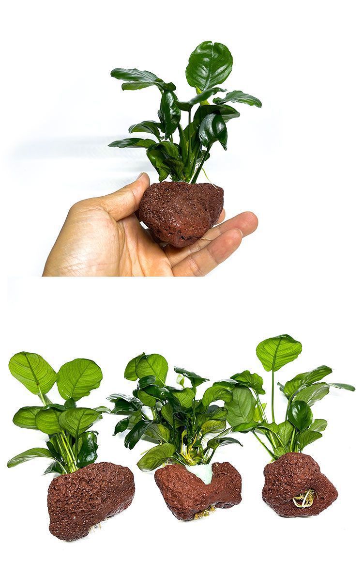 3dbb4cce-e503-4bed-9889-253e68ab0c71.jpe