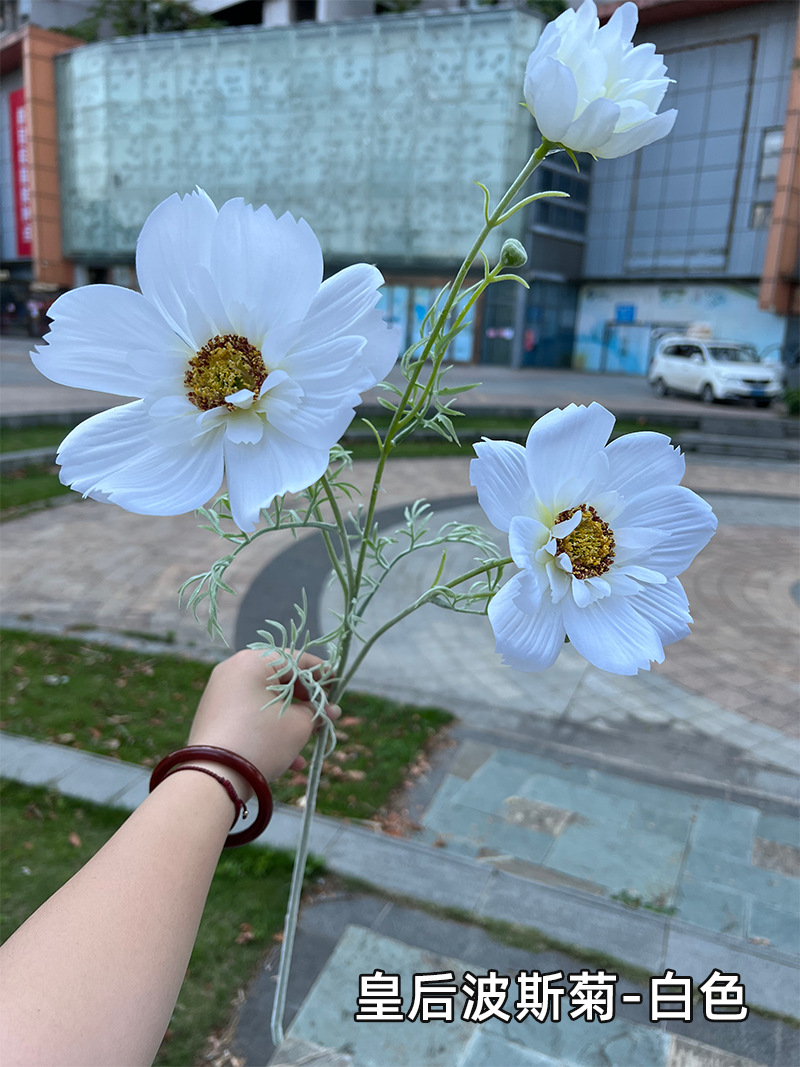 皇后波斯菊-白色