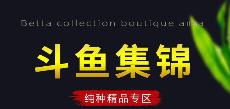 斗鱼2_01.jpg