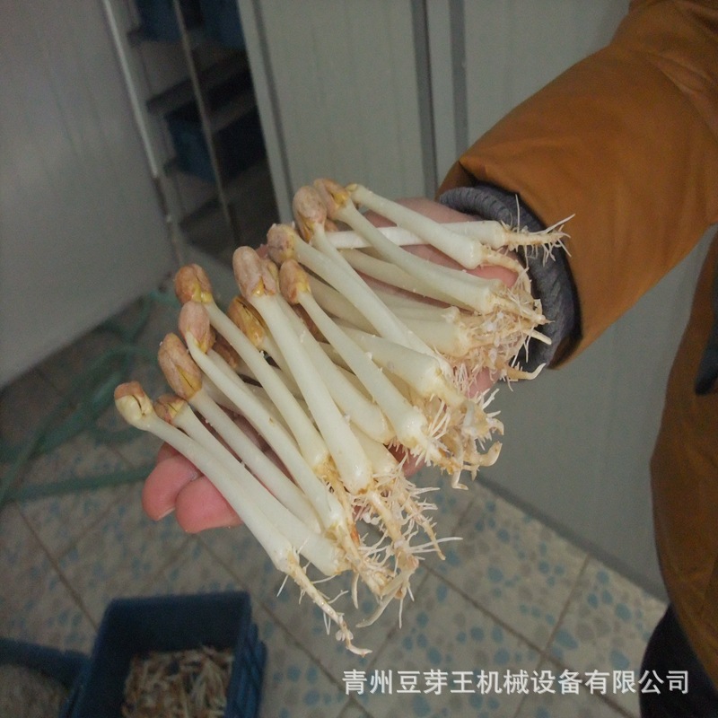 花生芽 (5).JPG