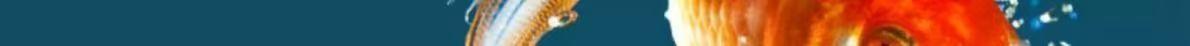 ab32e00bdc911fcc8d8c0143d72a6a