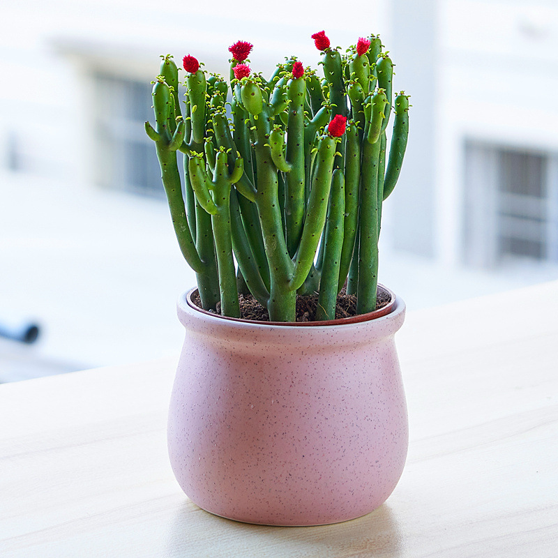 c7ace2b2-0a81-470a-a431-f8f87336c5d9.jpe