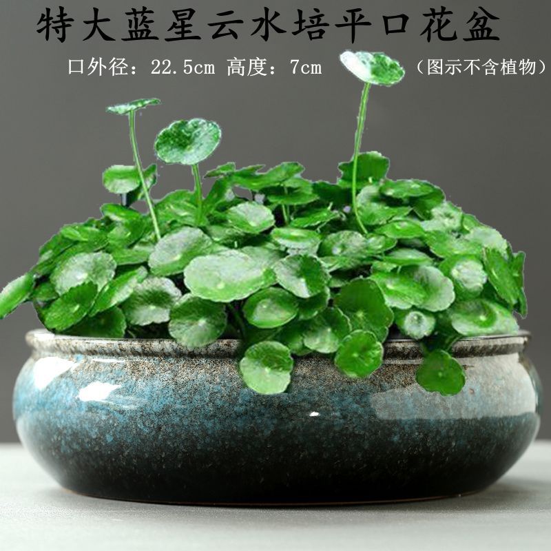 特大蓝星云水培平口花盆