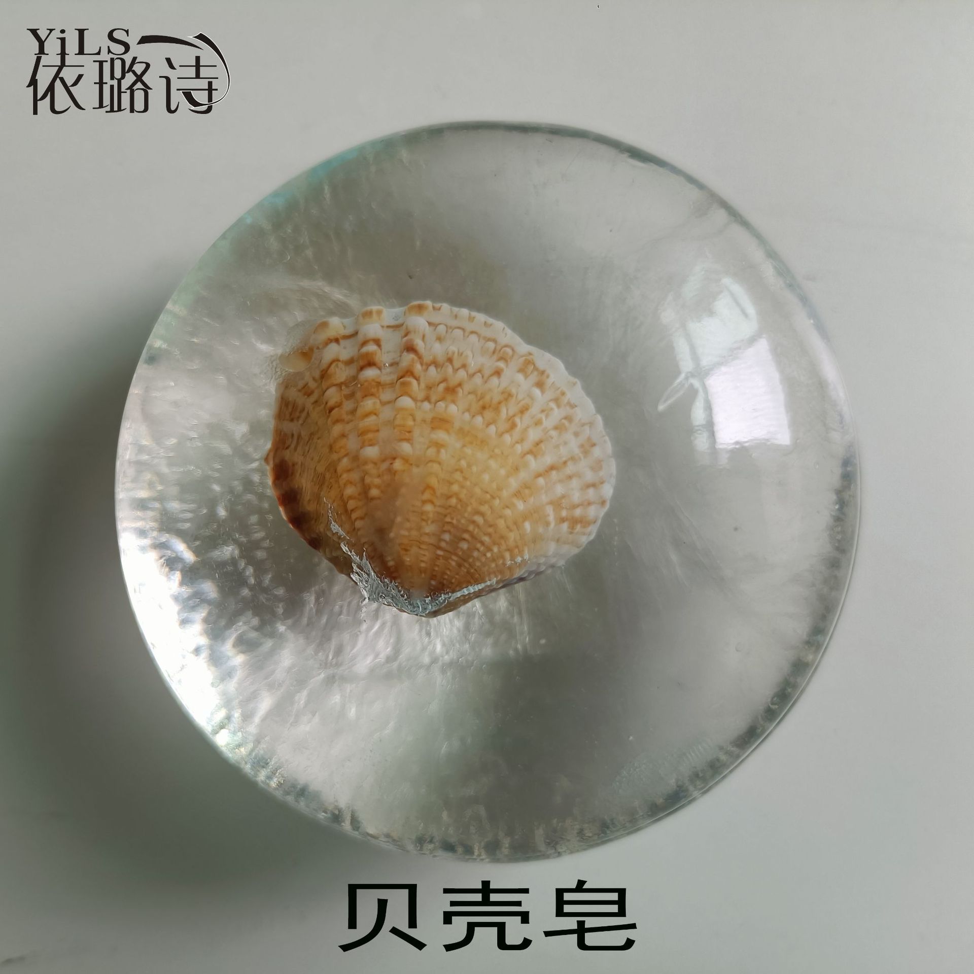 新款贝壳1.jpg