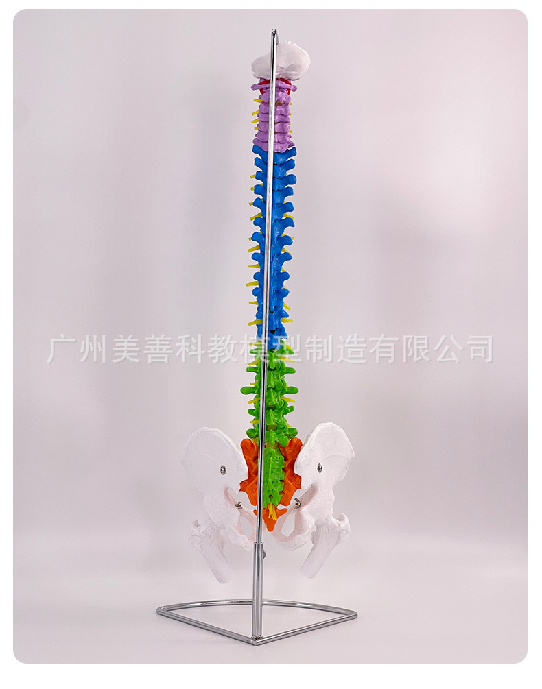 自然大脊柱_11