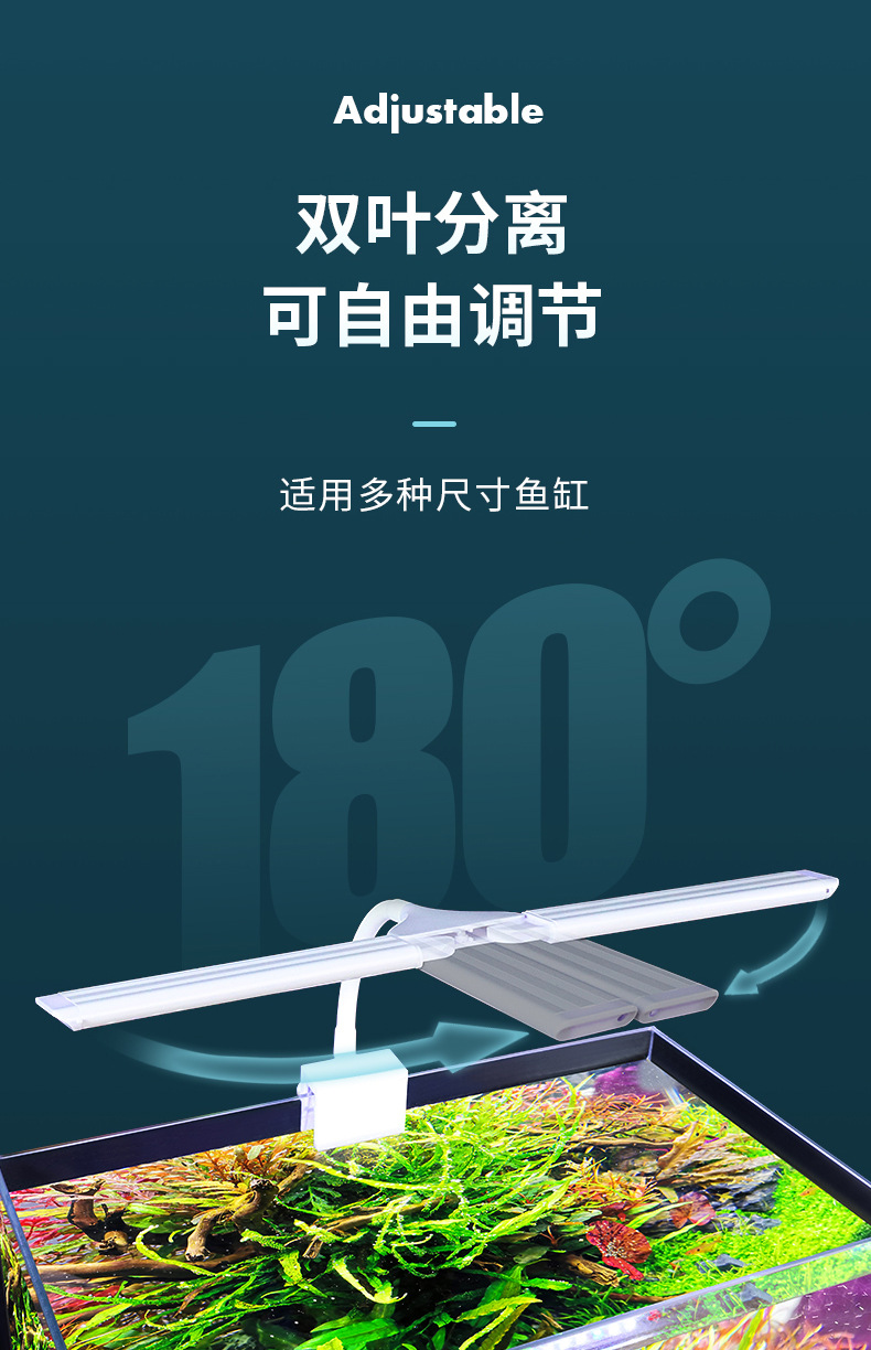 双叶水草_03.jpg