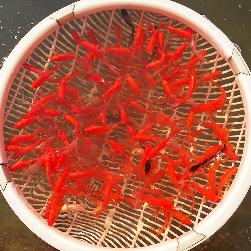 55f61acd5bcf8a914b1790df64b1cb