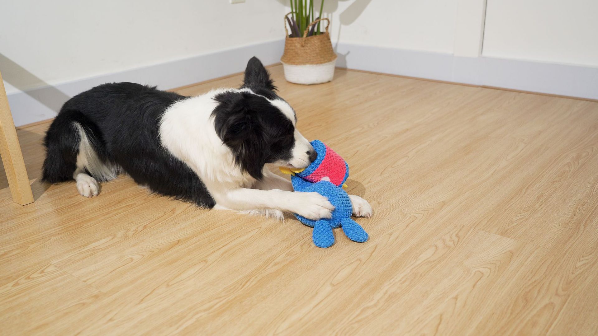 觅食兔子 (9).jpg