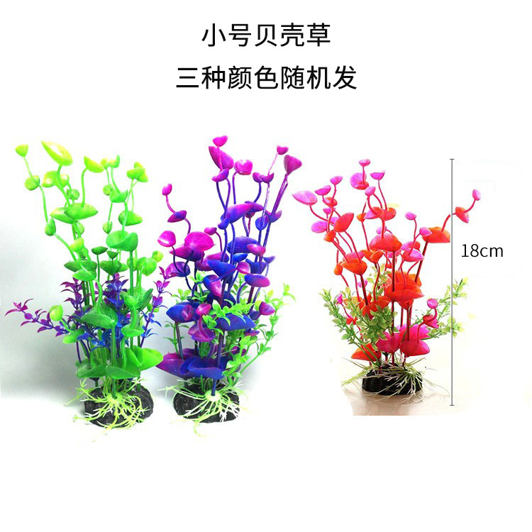 中号贝壳草三色