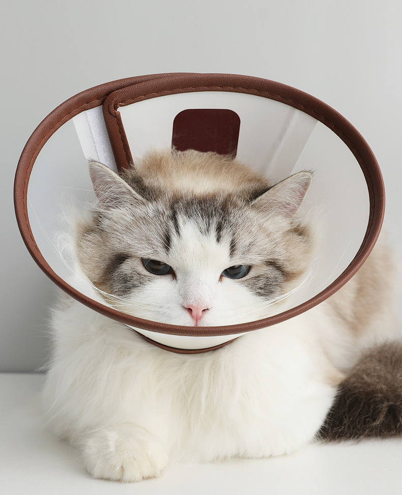 伊丽莎白圈 (14).jpg