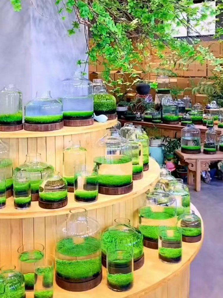 鱼缸水草种子生态玻璃瓶植物种籽孑水培阴性真草盆栽装饰造景套餐