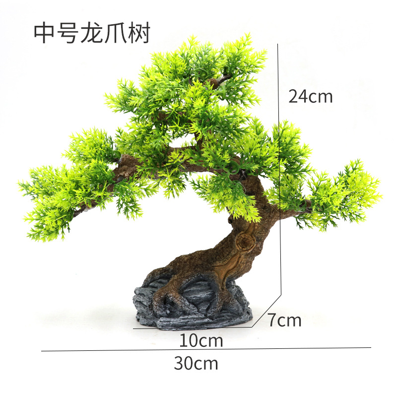 中号龙爪树-尺寸