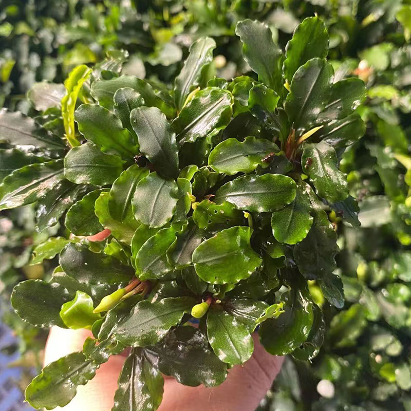 e491bae80d6e7a94f29ad3d57a1530