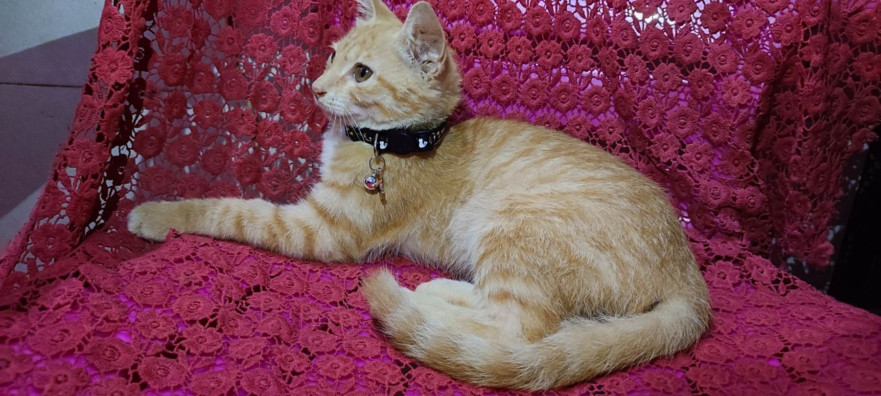 月亮猫款 3-12.jpg