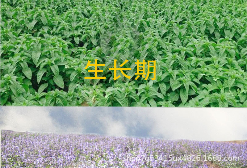 1克5x6无纺布袋装猫薄荷