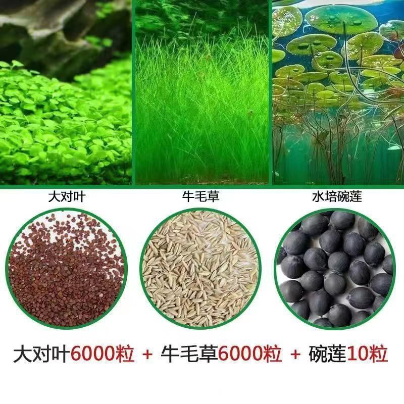 四季速成水草种子生态鱼缸水缸前景草坪草籽造景大小对叶牛毛草籽