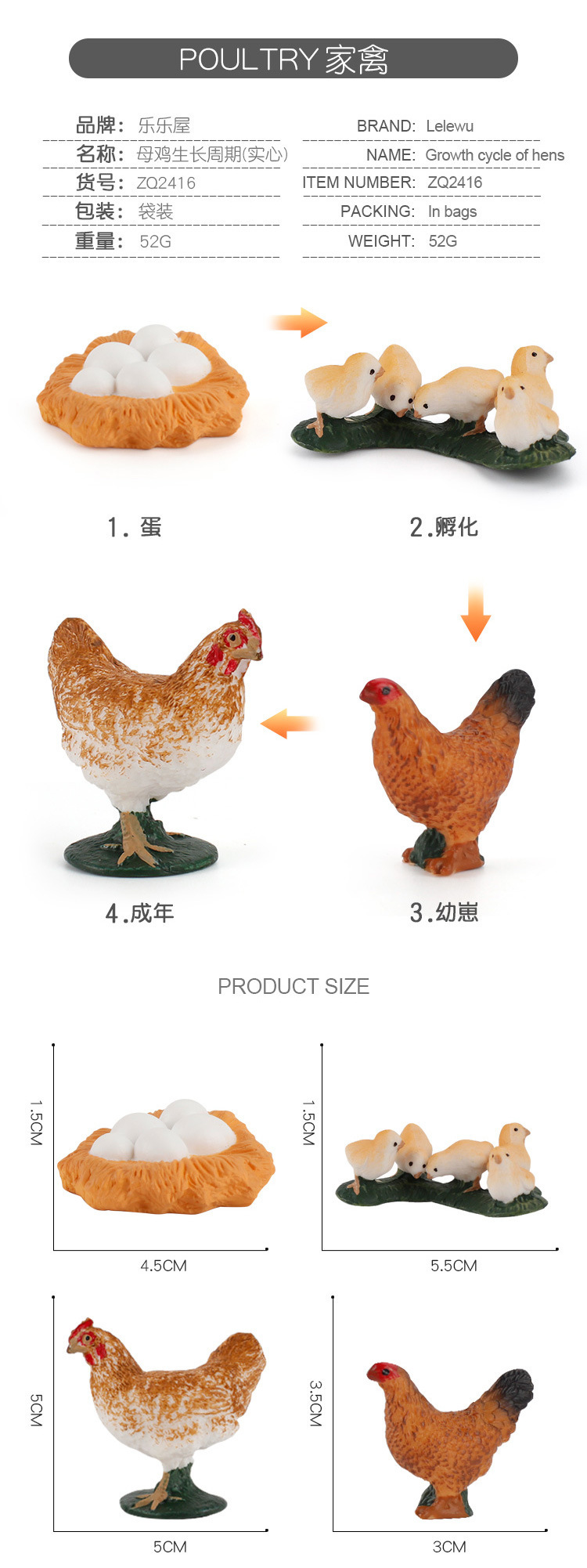 家禽成长周期_04.jpg