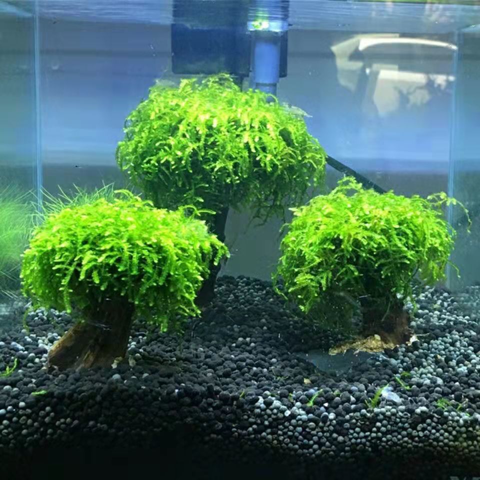 3b33b5a3-ac82-42d5-9793-bee7ba74cb78.jpe