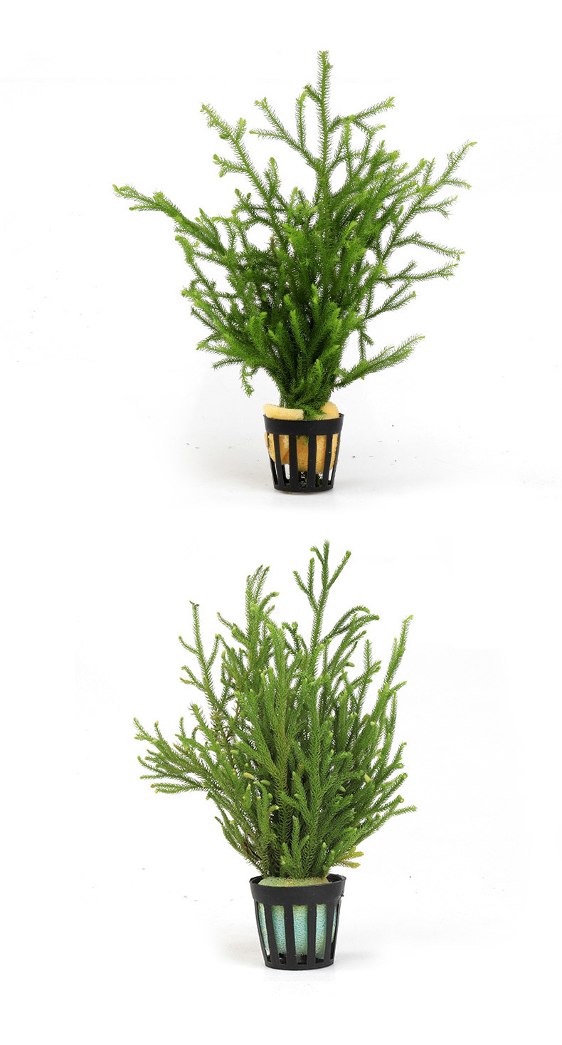 2374b03f-aa75-4b36-a412-4c183b87f96f.jpe