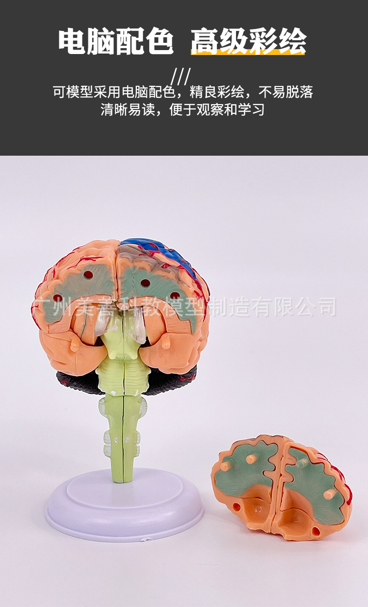 4D脑_07
