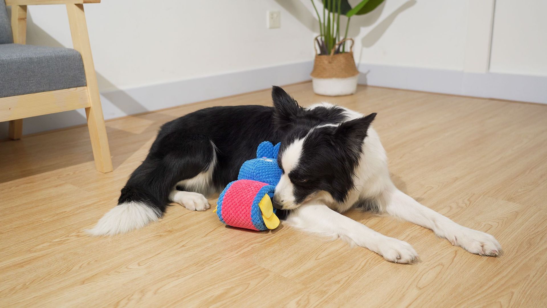 觅食兔子 (7).jpg