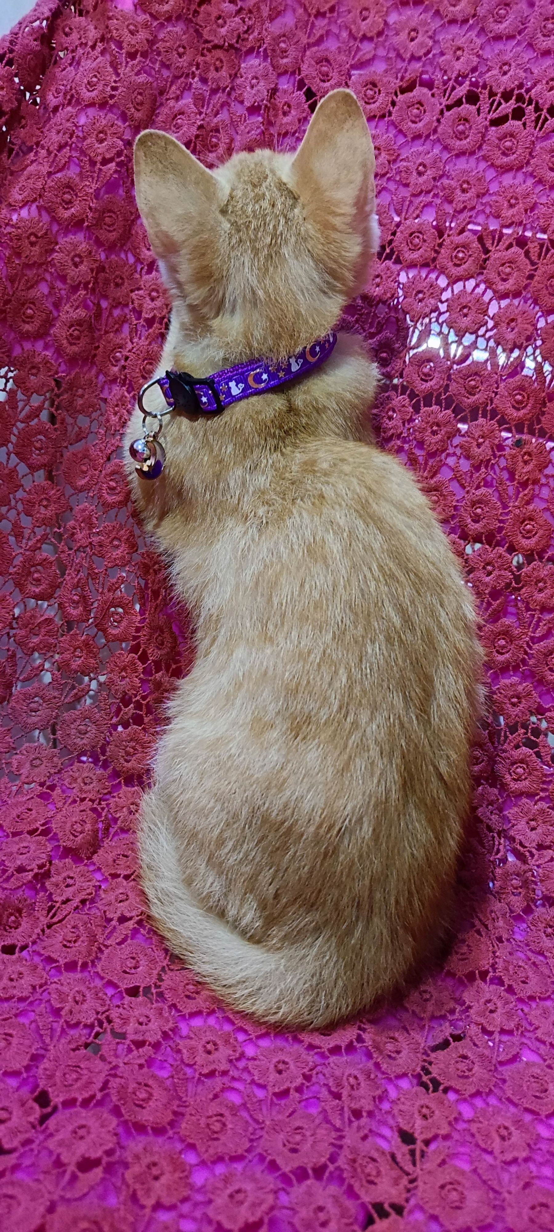 月亮猫款 3-6.jpg