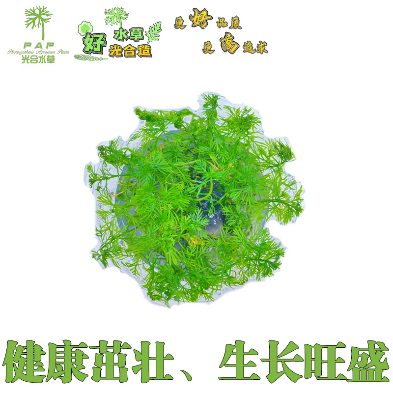 主图4.jpg
