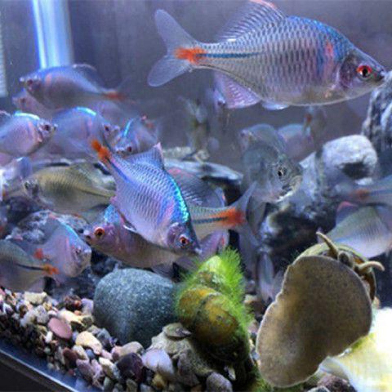 O1CN01F1PYep26qbrTMi9Tu_!!2218853617713-