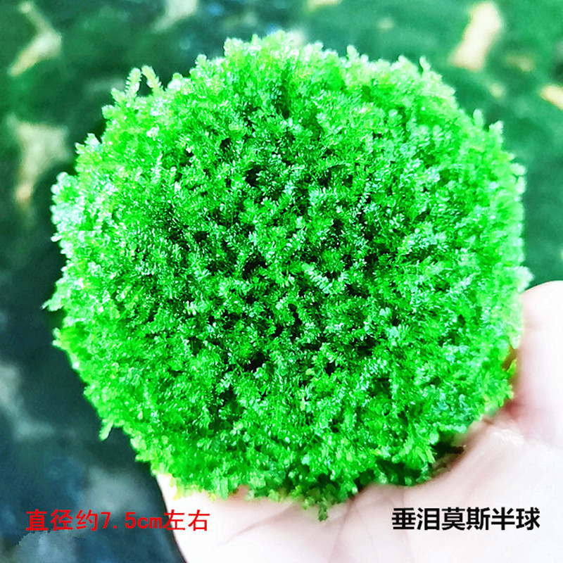 垂泪大半球1
