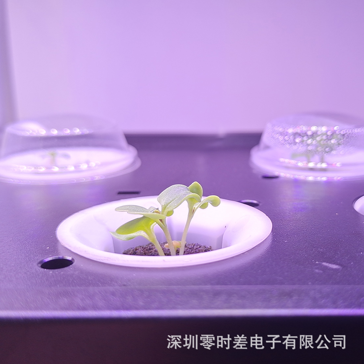 IGS圆形发芽罩